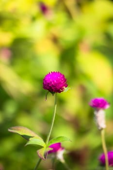 The background image of the colorful flowers, background nature