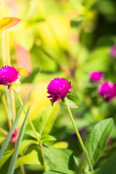 The background image of the colorful flowers, background nature