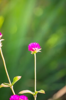 The background image of the colorful flowers, background nature