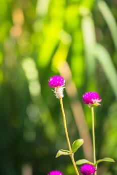 The background image of the colorful flowers, background nature