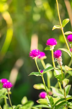 The background image of the colorful flowers, background nature