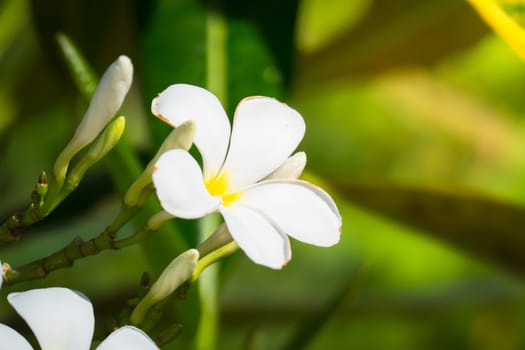 The background image of the colorful flowers, background nature