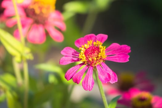 The background image of the colorful flowers, background nature