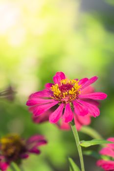 The background image of the colorful flowers, background nature