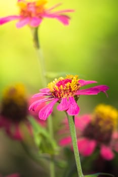 The background image of the colorful flowers, background nature