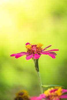 The background image of the colorful flowers, background nature