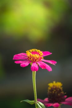 The background image of the colorful flowers, background nature