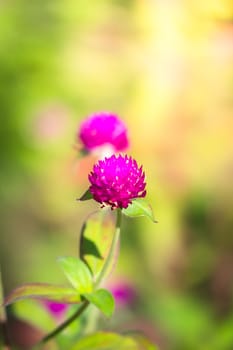 The background image of the colorful flowers, background nature