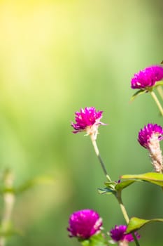 The background image of the colorful flowers, background nature