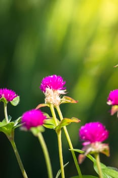 The background image of the colorful flowers, background nature