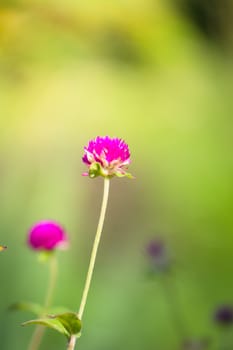 The background image of the colorful flowers, background nature