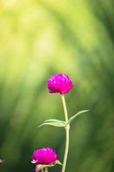 The background image of the colorful flowers, background nature