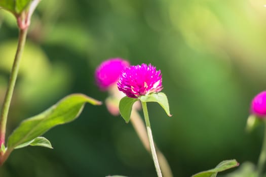 The background image of the colorful flowers, background nature