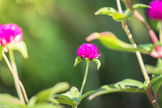 The background image of the colorful flowers, background nature