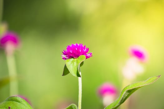 The background image of the colorful flowers, background nature