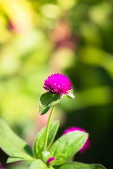 The background image of the colorful flowers, background nature