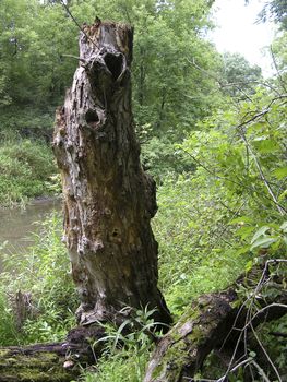 Tree with a naturally formed heart shape.