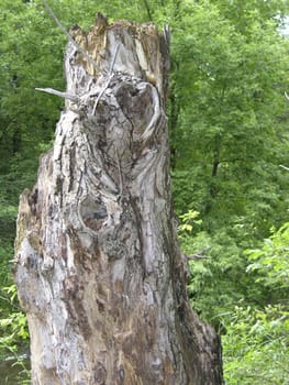 Tree with a naturally formed heart shape.