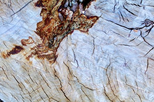 Oak Log Cross Section