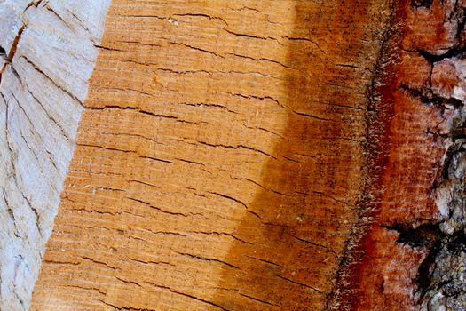Split Oak