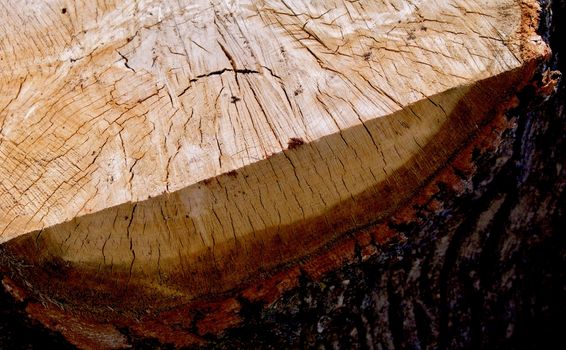 Rough Cut Oak