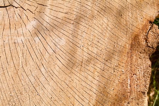 Cracked Oak Log