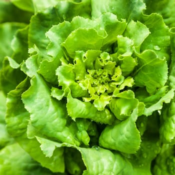 Fresh green salad lettuce close up natural background