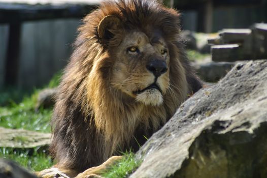 Lion resting on the grass in the zoo d'amnéville in France