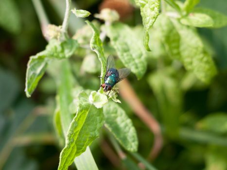 Green and red eyed insect fly Calliphora vomitoria; England; UK