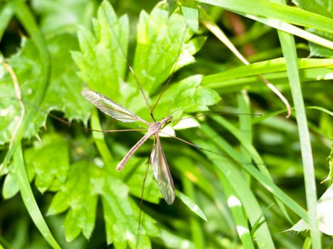 daddy long legs crane fly Tipulidae close up ; England; UK