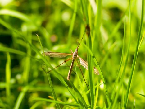 daddy long legs crane fly Tipulidae close up; England; UK
