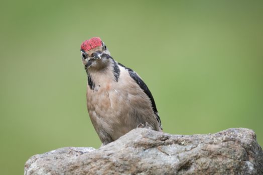 portrait of a juvenile great spotted woodpecker on a rock staring forward at the camera against a green background