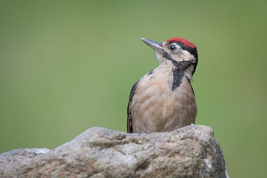 portrait of a juvenile great spotted woodpecker on a rock staring to the left against a green background