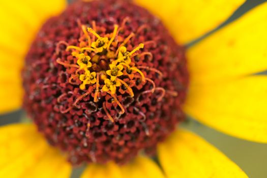 Macro shot of Blooming buds bright garden flower of gaillardia