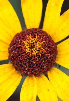 Macro shot of Blooming buds bright garden flower of gaillardia