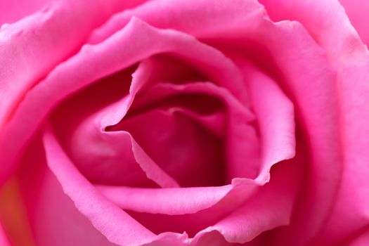 macro shot of a beautiful pink rose with stunning details.