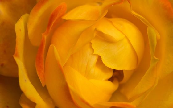 Beautifrl Macro shot of one lovely yellow rose.