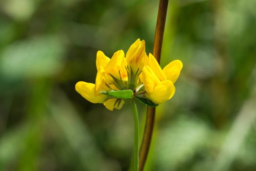 Close up of a Common Saint John's Wort flower. Also known as Perforate St. John's-wort.