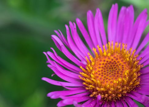 Pink purple cone flowers in garden ECHINACEA PURPUREA PLANT 