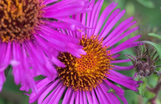 Pink purple cone flowers in garden ECHINACEA PURPUREA PLANT 