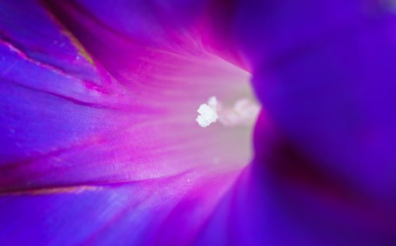 the light deep within, sensational macro shot of the core of a blue flower.