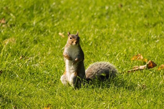 Eye contact with single adorable grey squirrel in a park.