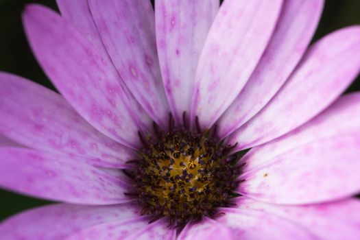 an amazing macro shot of a lovely colourful flower.