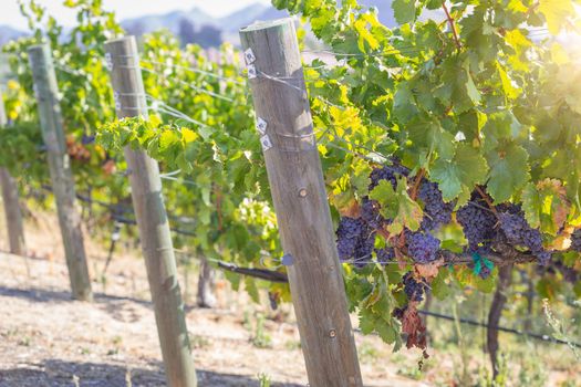 Beautiful Wine Grape Vineyard in The Morning Sun.