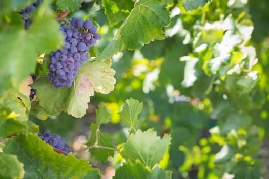 Vineyard with Lush, Ripe Wine Grapes on the Vine Ready for Harvest.