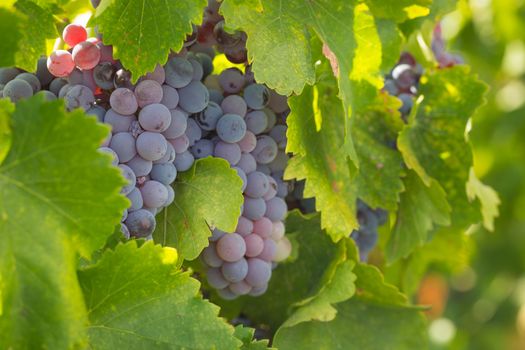 Vineyard with Lush, Ripe Wine Grapes on the Vine Ready for Harvest.