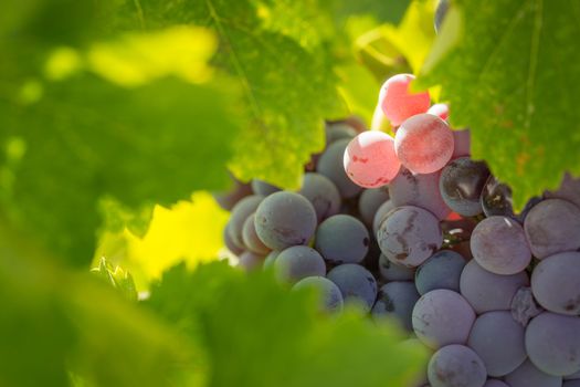 Vineyard with Lush, Ripe Wine Grapes on the Vine Ready for Harvest.