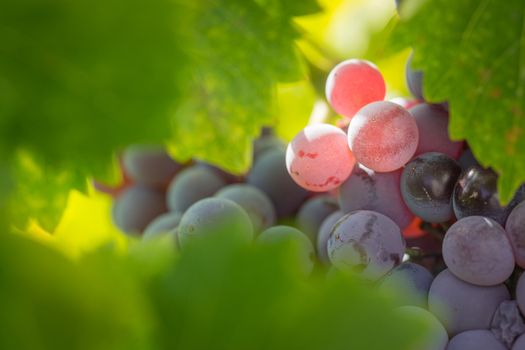 Vineyard with Lush, Ripe Wine Grapes on the Vine Ready for Harvest.