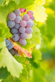 Vineyard with Lush, Ripe Wine Grapes on the Vine Ready for Harvest.