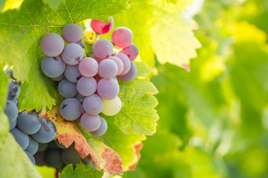 Vineyard with Lush, Ripe Wine Grapes on the Vine Ready for Harvest.